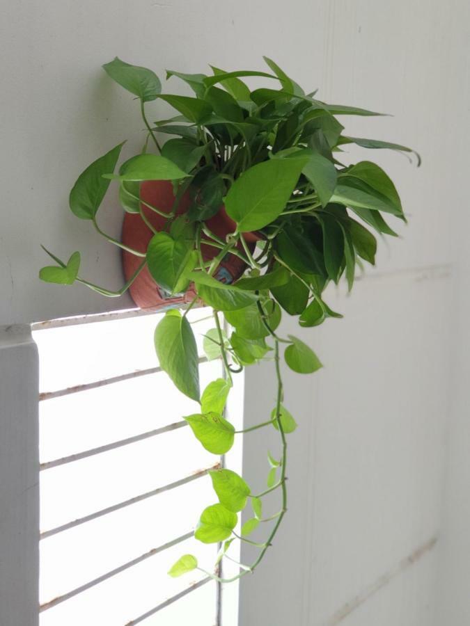 T P House 3 Apartment Son Tra Ngoại thất bức ảnh