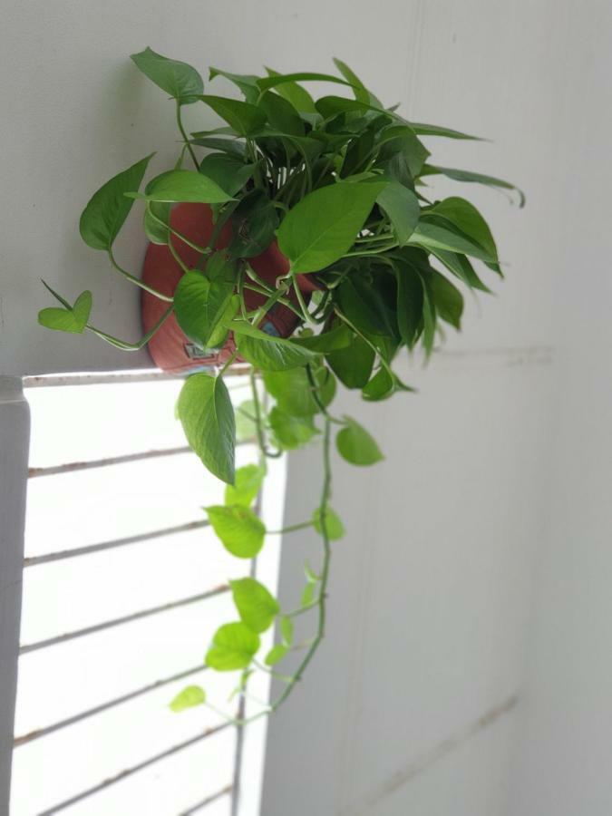 T P House 3 Apartment Son Tra Ngoại thất bức ảnh